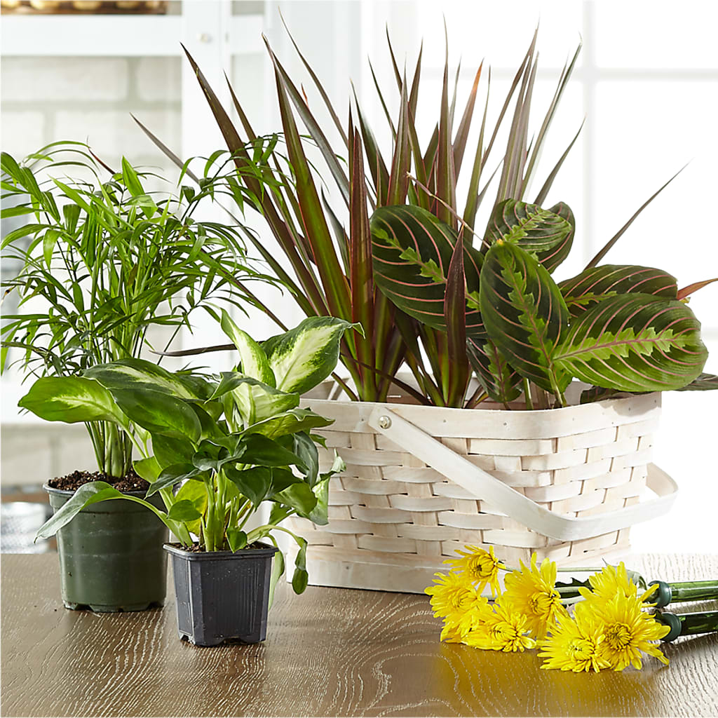 Florist Designed Blooming and Green Plants in a Basket – MELODY'S FLOWERS, Burlington WA