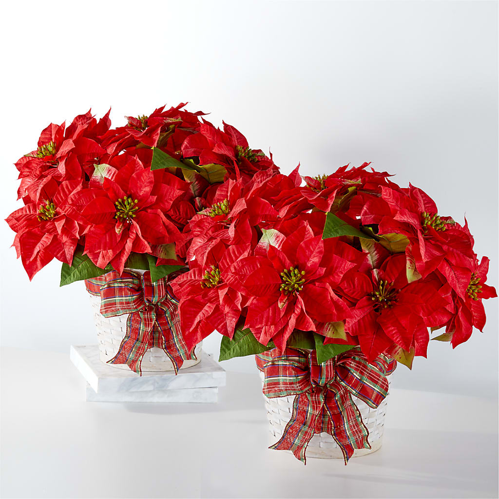 Happiest Holidays Poinsettia Bundle – MELODY'S FLOWERS, Burlington WA