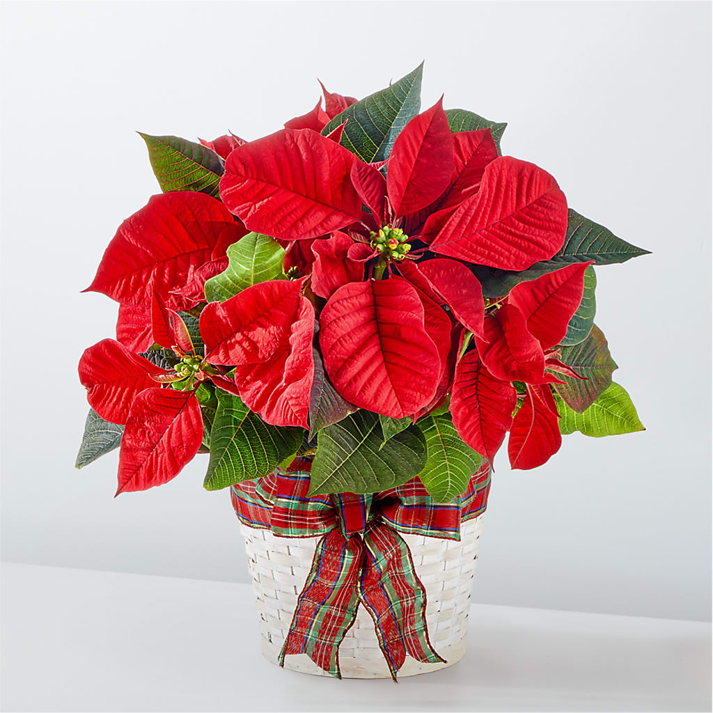 Happiest Holidays Poinsettia – MELODY'S FLOWERS, Burlington WA