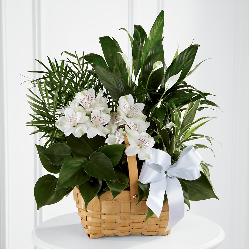 Peace & Serenity Dishgarden – MELODY'S FLOWERS, Burlington WA