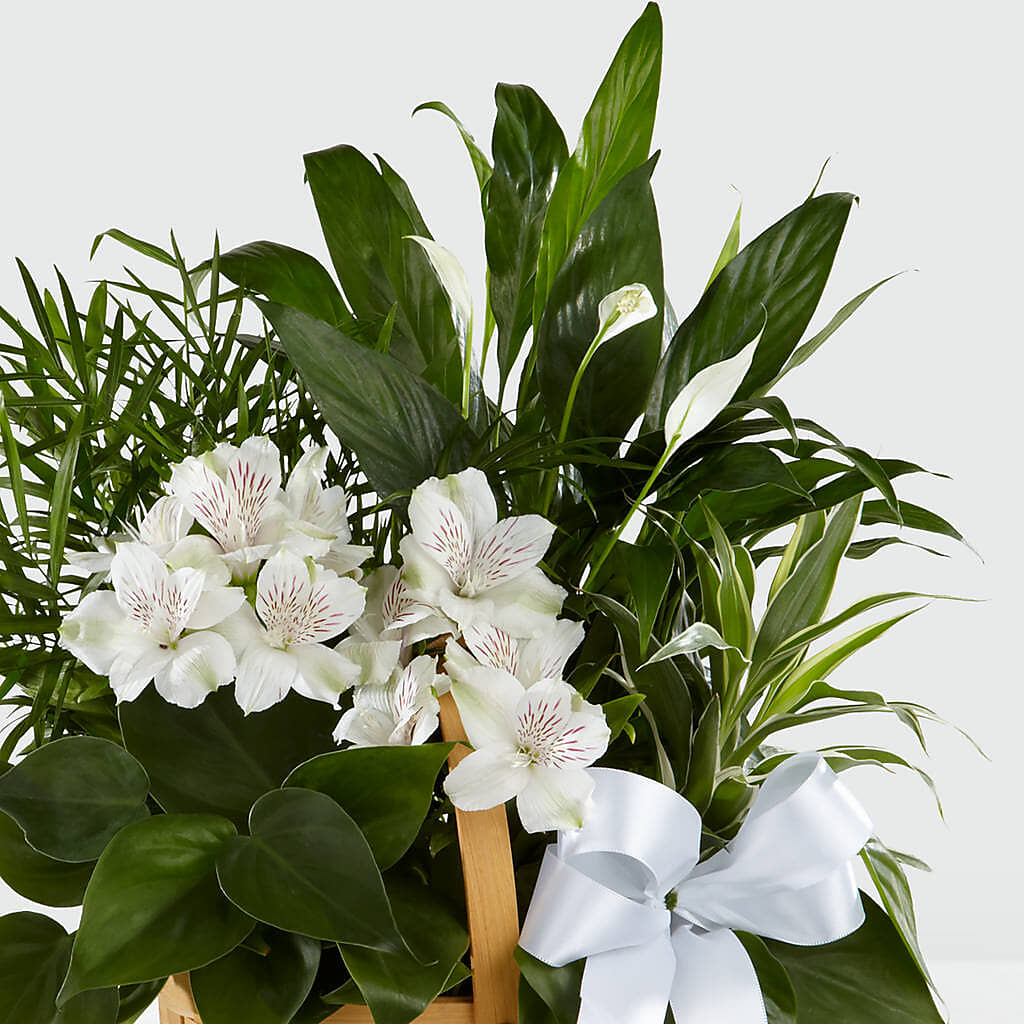 Peace & Serenity Dishgarden – MELODY'S FLOWERS, Burlington WA