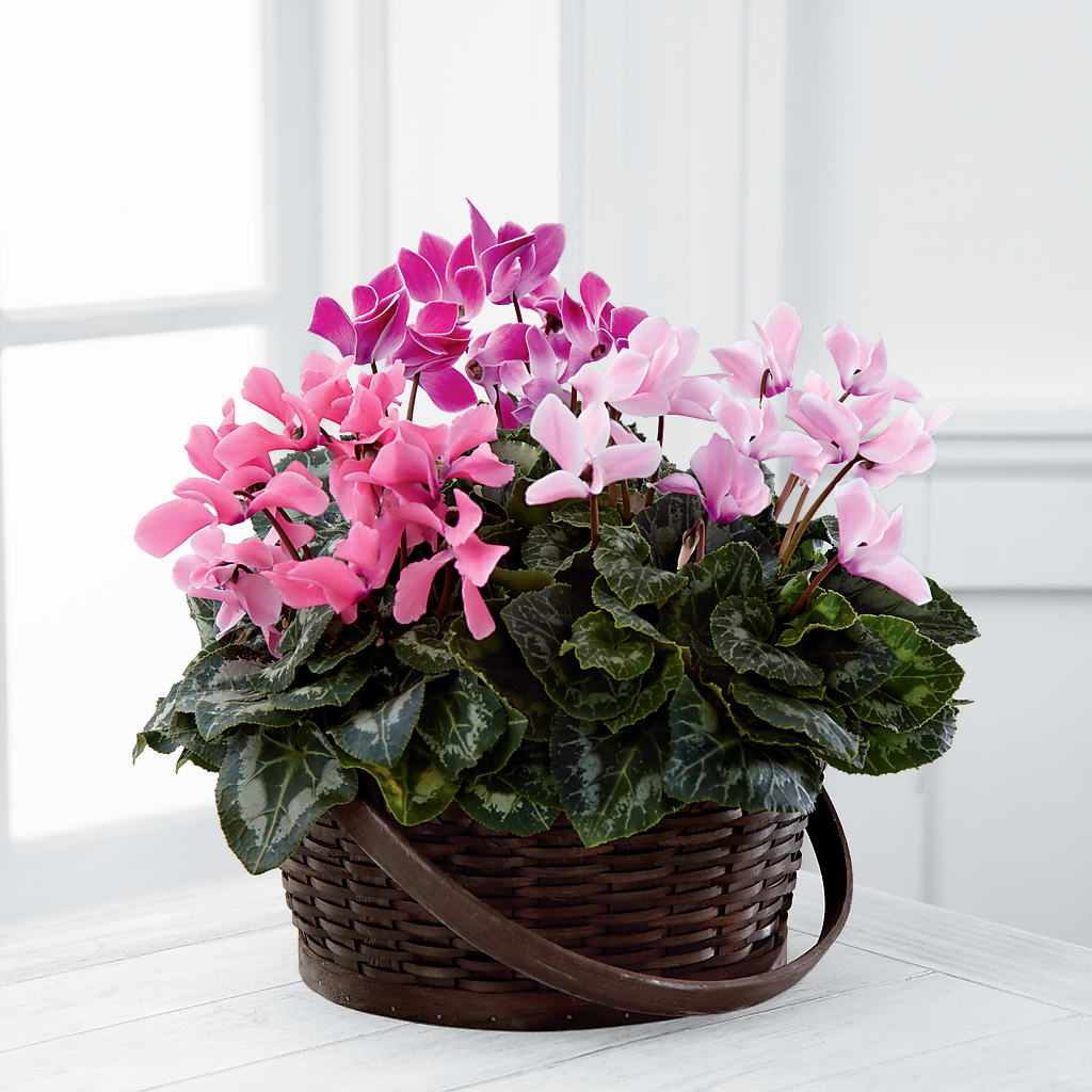 Mixed Cyclamen Planter – MELODY'S FLOWERS, Burlington WA