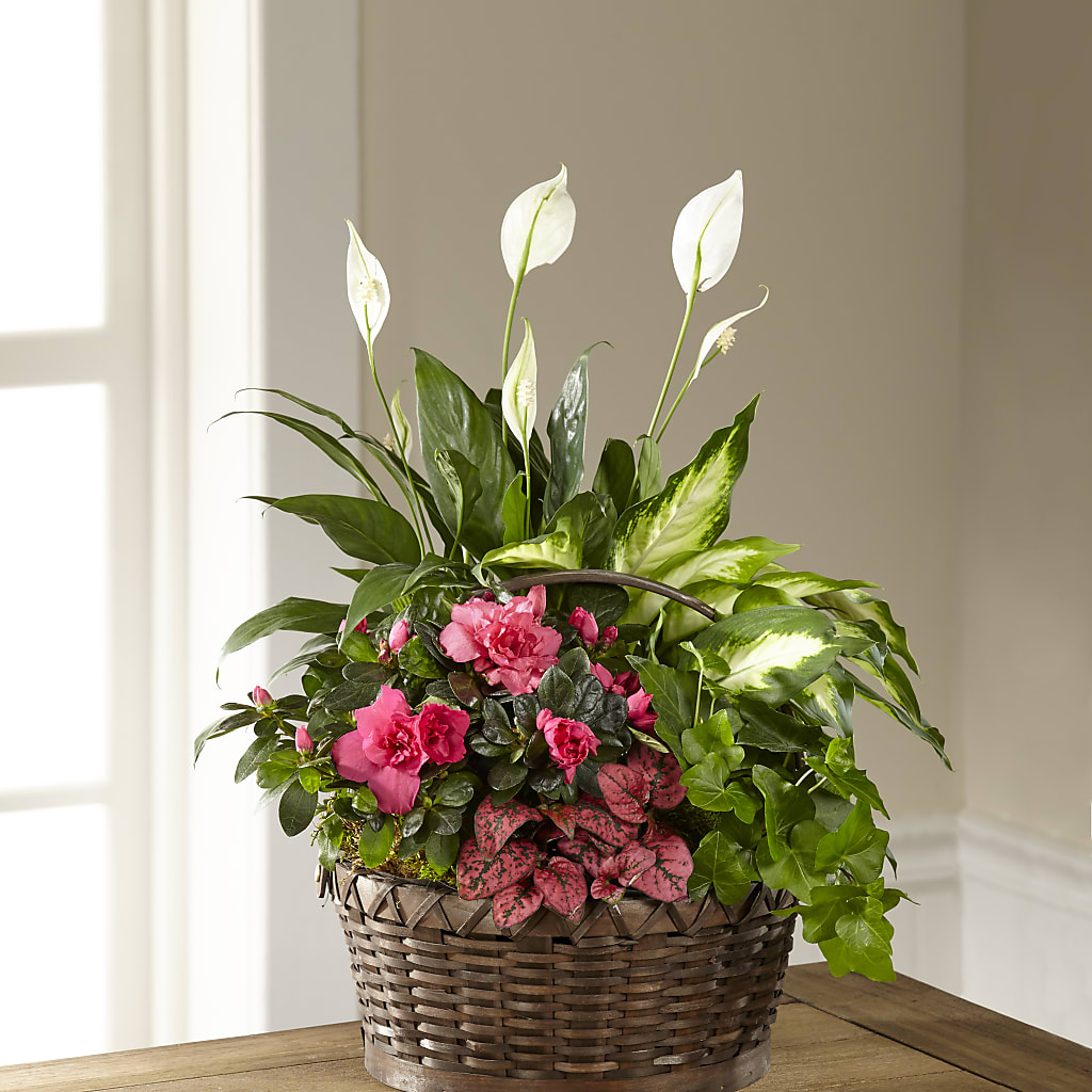 Dream in Pink Dishgarden – MELODY'S FLOWERS, Burlington WA