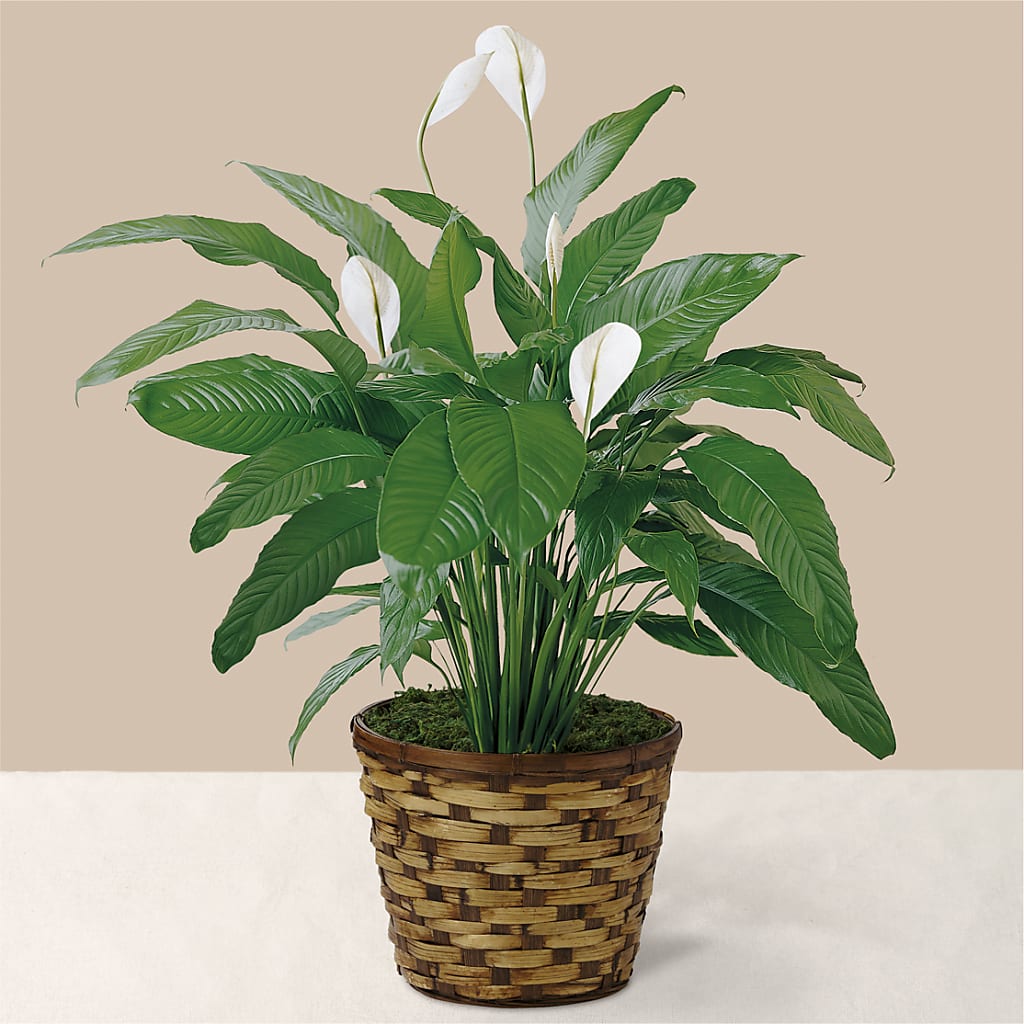 Tranquil Moments Peace Lily Plant – MELODY'S FLOWERS, Burlington WA