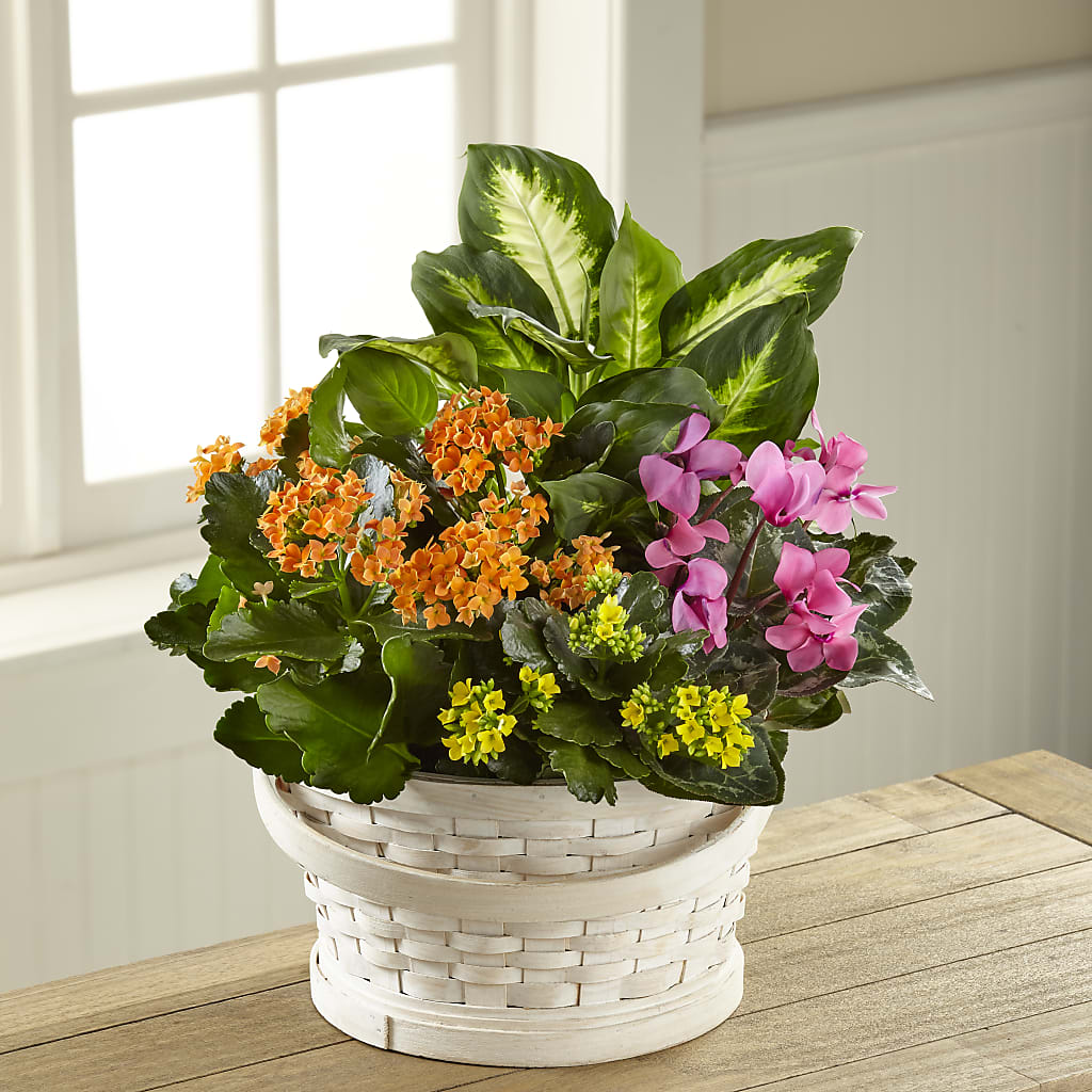 Color Crush Dishgarden – MELODY'S FLOWERS, Burlington WA