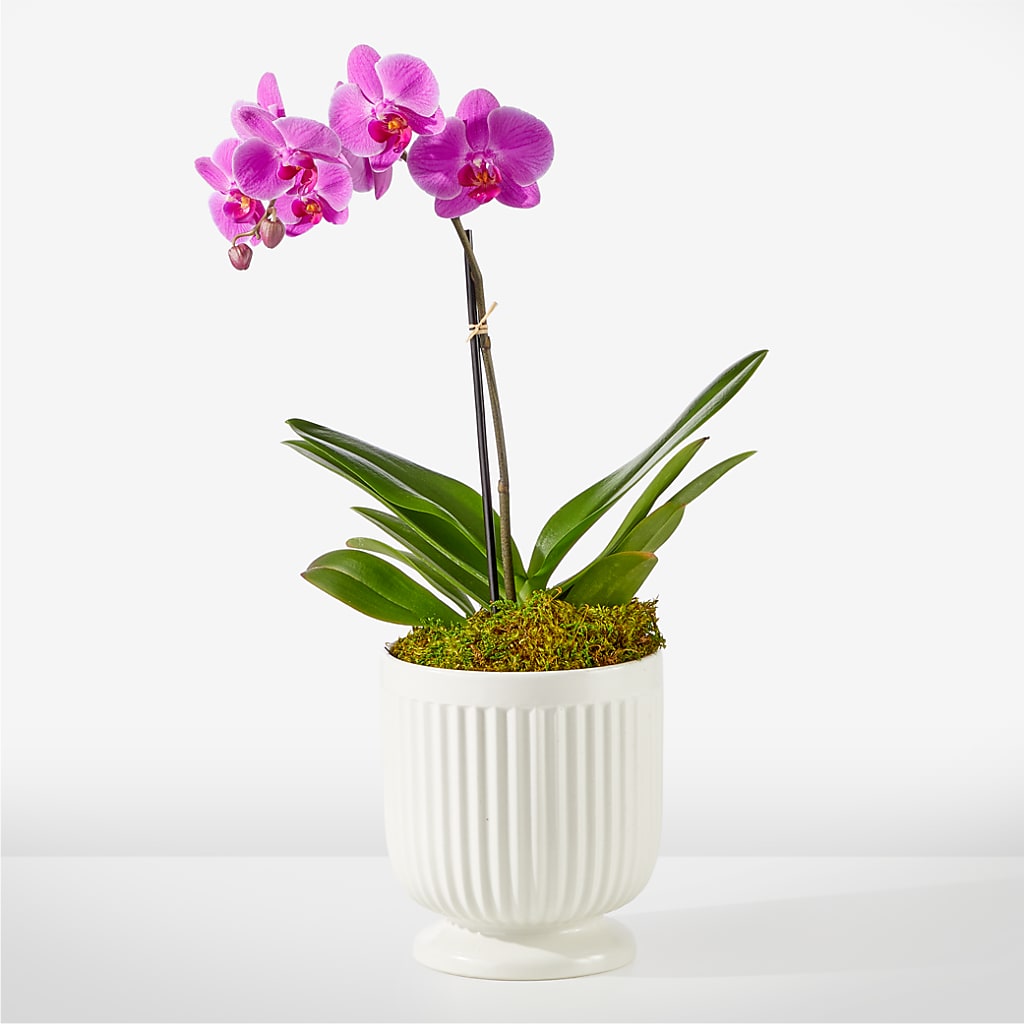 Friendly Fuchsia Orchid – MELODY'S FLOWERS, Burlington WA