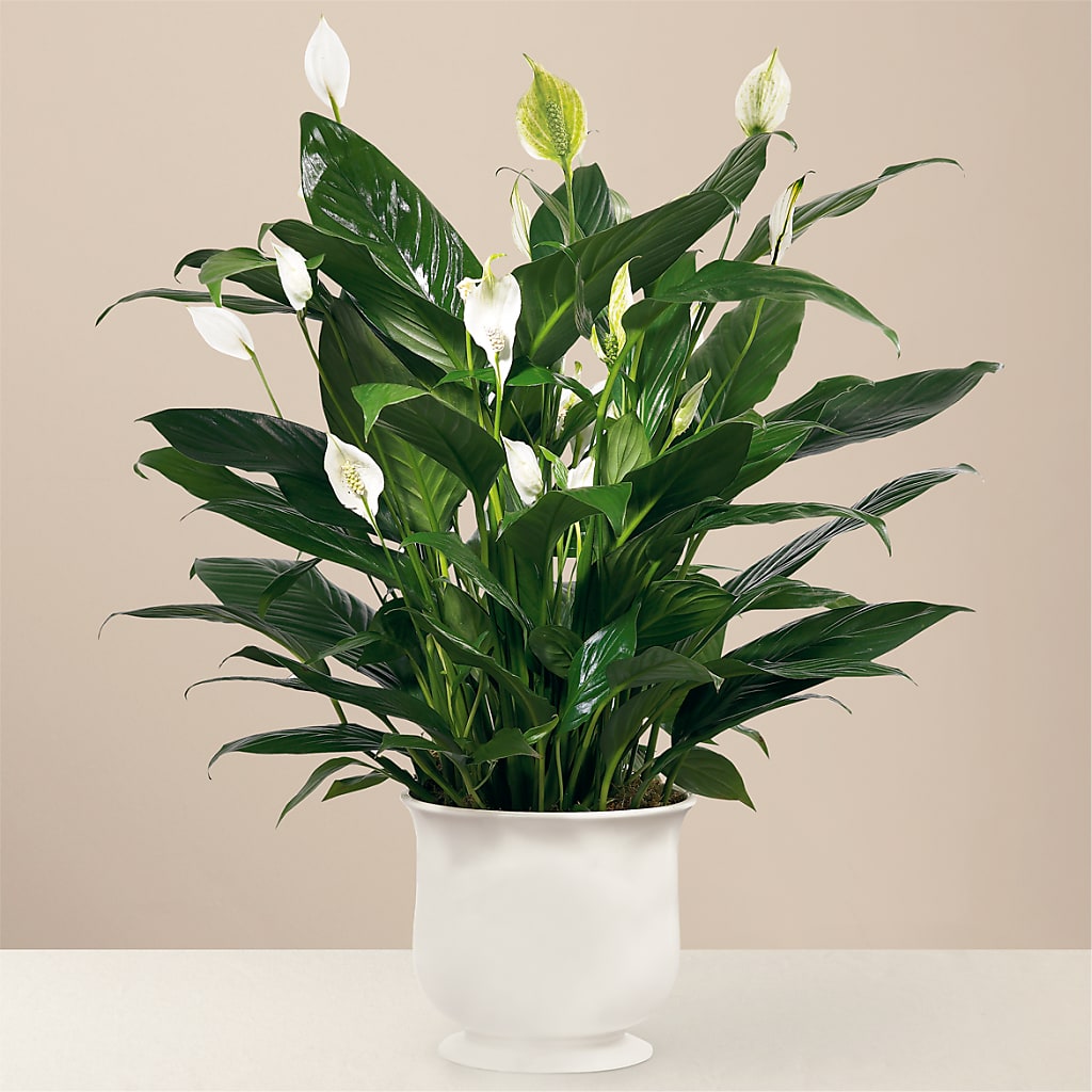 Comfort Planter – MELODY'S FLOWERS, Burlington WA