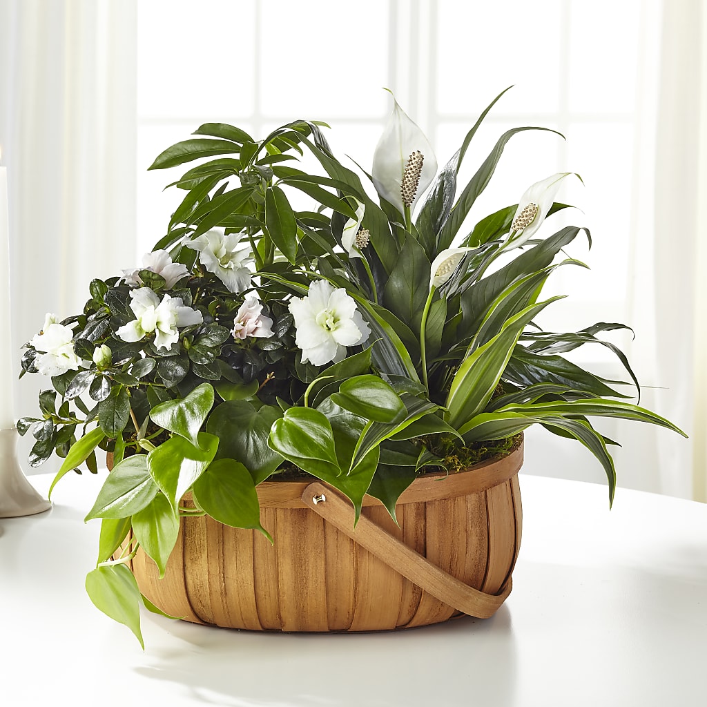 Serene Dishgarden – MELODY'S FLOWERS, Burlington WA