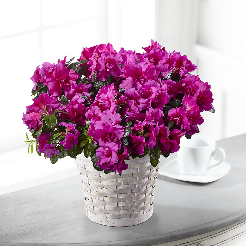 Hope & Serenity Azalea Plant – MELODY'S FLOWERS, Burlington WA