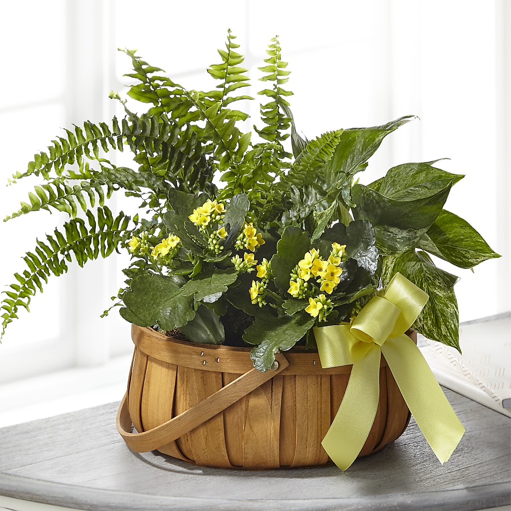 Always Dear Dishgarden – MELODY'S FLOWERS, Burlington WA