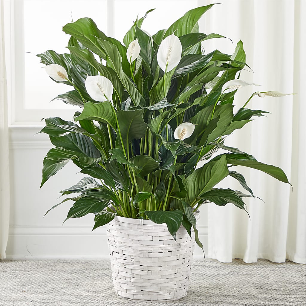 A New Leaf Peace Lily – MELODY'S FLOWERS, Burlington WA