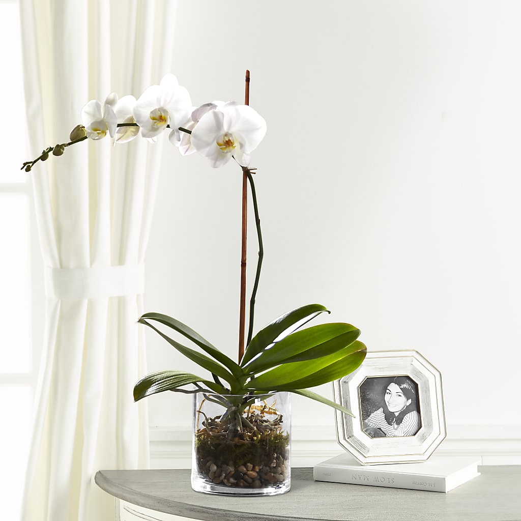 White Orchid Planter – MELODY'S FLOWERS, Burlington WA