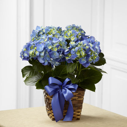 Blue Hydrangea Planter – MELODY'S FLOWERS, Burlington WA