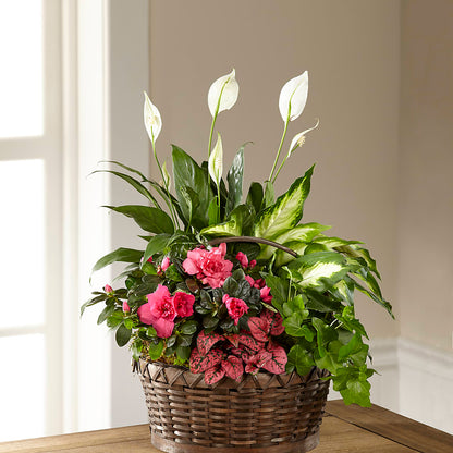 Dream in Pink Dishgarden – MELODY'S FLOWERS, Burlington WA