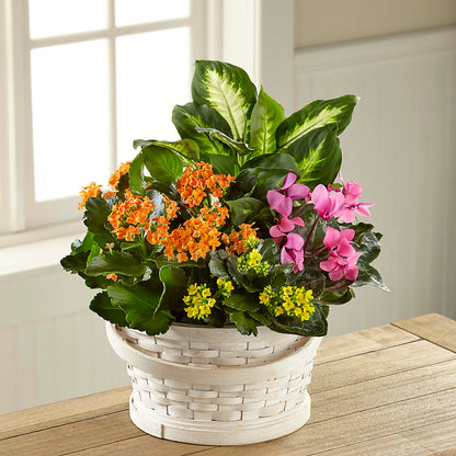 Color Crush Dishgarden – MELODY'S FLOWERS, Burlington WA