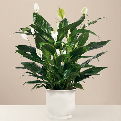 Comfort Planter – MELODY'S FLOWERS, Burlington WA