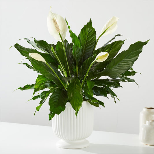 Comfort Planter – MELODY'S FLOWERS, Burlington WA