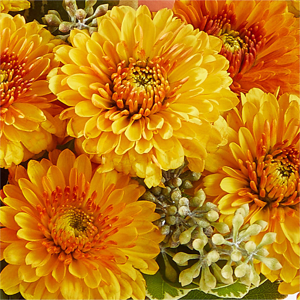 Peachy Pumpkin – MELODY'S FLOWERS, Burlington WA