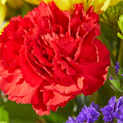 Brighter Days Bouquet – MELODY'S FLOWERS, Burlington WA