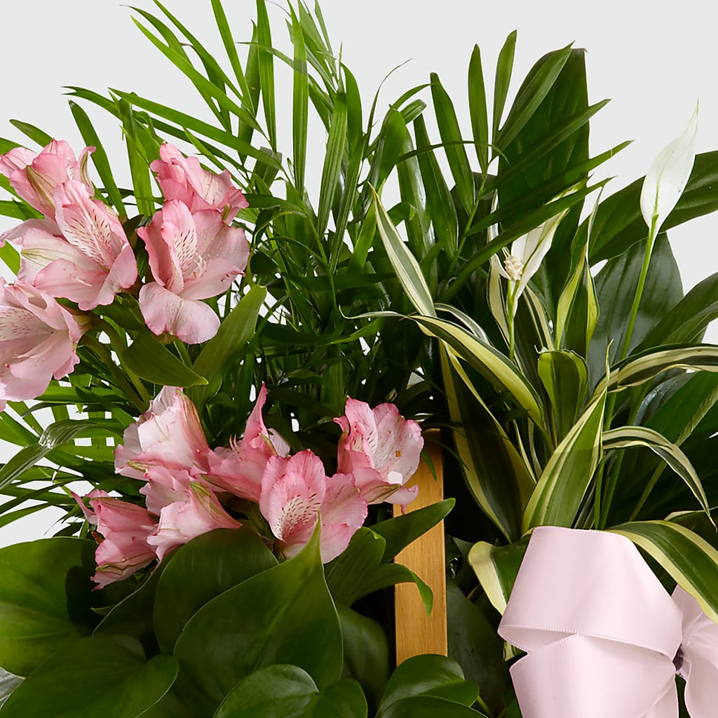 Living Spirit Dishgarden – MELODY'S FLOWERS, Burlington WA