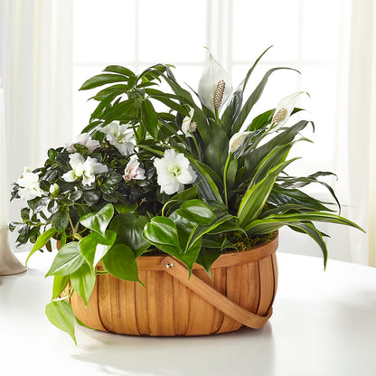 Serene Dishgarden – MELODY'S FLOWERS, Burlington WA