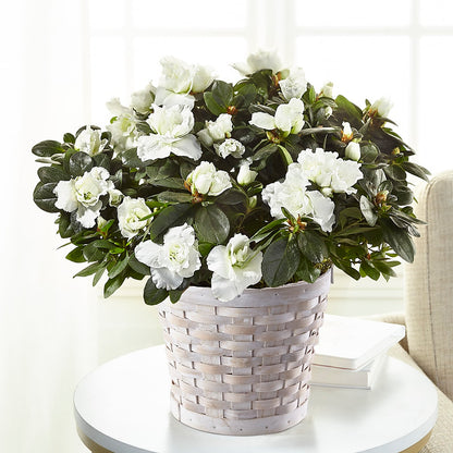 White Azalea Plant – MELODY'S FLOWERS, Burlington WA