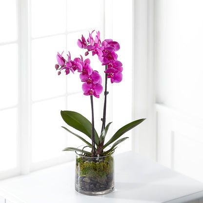 Pink Orchid Plant – MELODY'S FLOWERS, Burlington WA