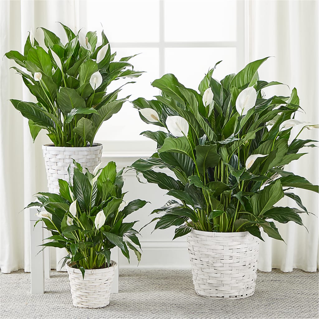A New Leaf Peace Lily – MELODY'S FLOWERS, Burlington WA
