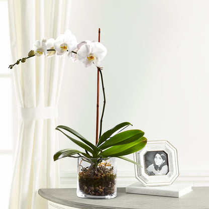 White Orchid Planter – MELODY'S FLOWERS, Burlington WA