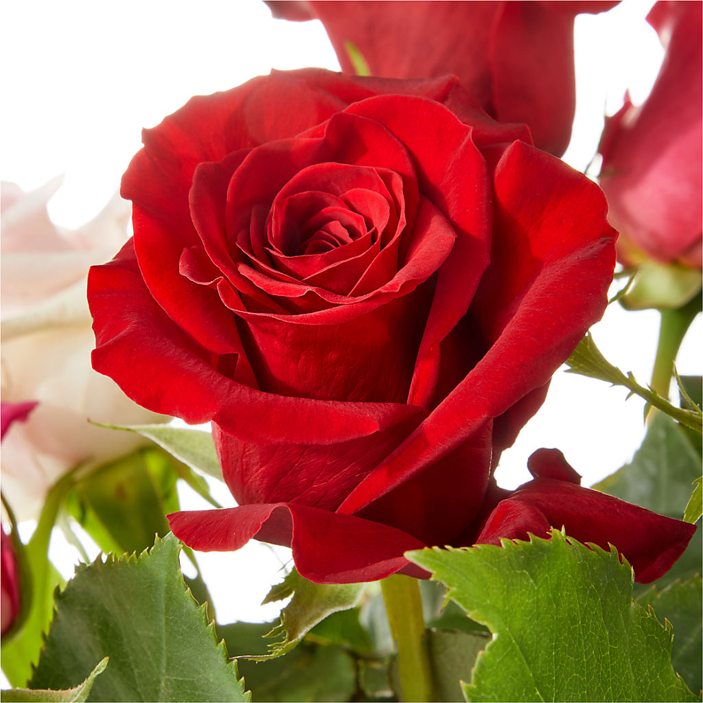 Love Notes Rose Bouquet – MELODY'S FLOWERS, Burlington WA
